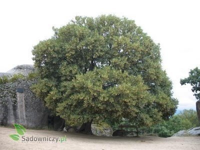 Klon pospolity Klon zwyczajny obw-6-8cm