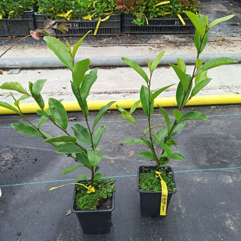 Mitchella White Caviar (P9)