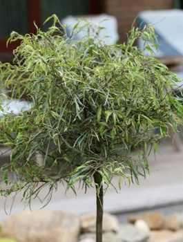 Buk pospolity Mercedes (C2)