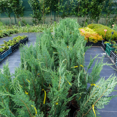 Cyprysik lawsona Columnaris