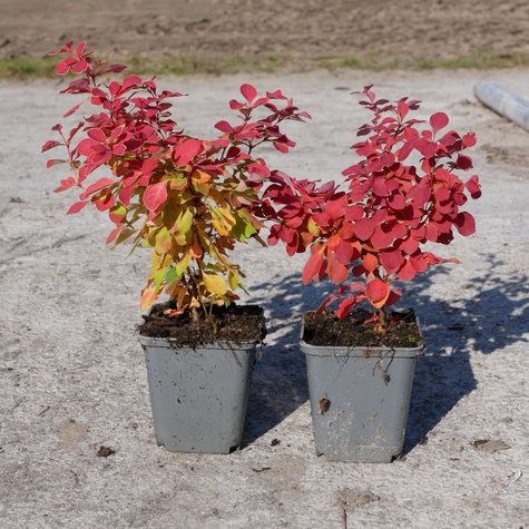 Berberys thunberga Desperados (P9)