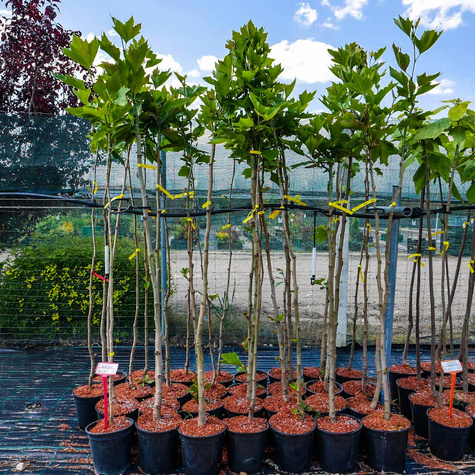 Platan klonolistny szczepiony na pniu