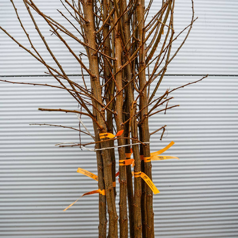 Śliwko-morela Śliwomorela Plumcot Plant Pack