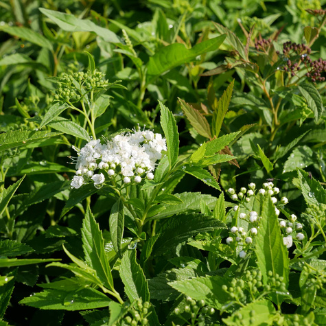 Tawuła japońska Alba Plena (C2)