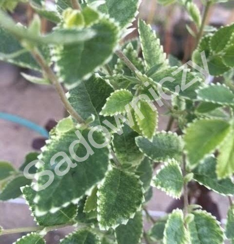 Wiąz Gejsza szczepiony na pniu