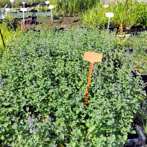 Kocimiętka Faassena Walker's Low (C2)