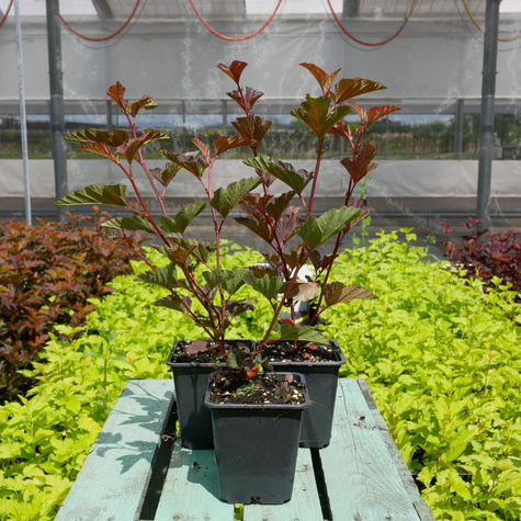 Pęcherznica kalinolistna Chameleon (P9)