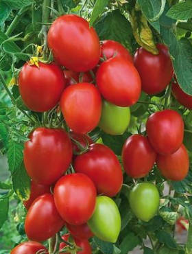 Pomidor gruntowy Cencara Mieszaniec F1 0,2g