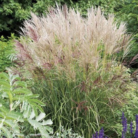 Miskant chiński Ferner Osten (C2)