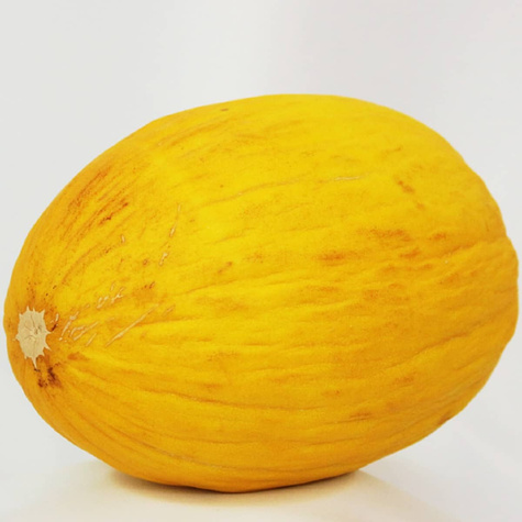 Melon Yellow canary 2