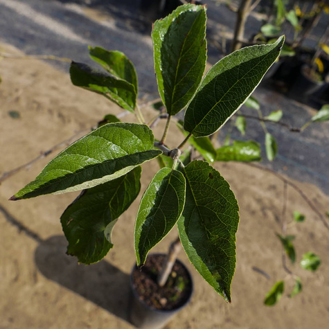 Jabłoń Najdared w doniczce