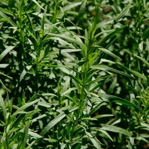 Bylica estragonowa Estragon 0,5g