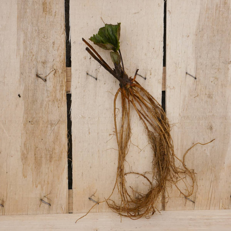 HURT Truskawki Senga Sengana średnio późna FRIGO 600szt