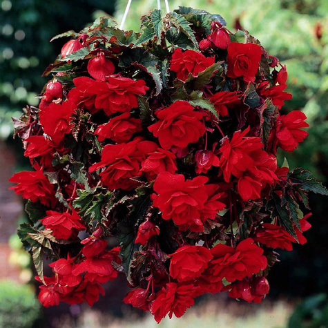 Begonia bulwiasta Pendula czerwona