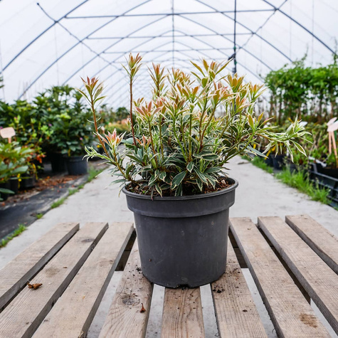 Pieris japoński Flaming Silver (C2)