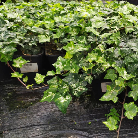 Bluszcz pospolity Kalibri