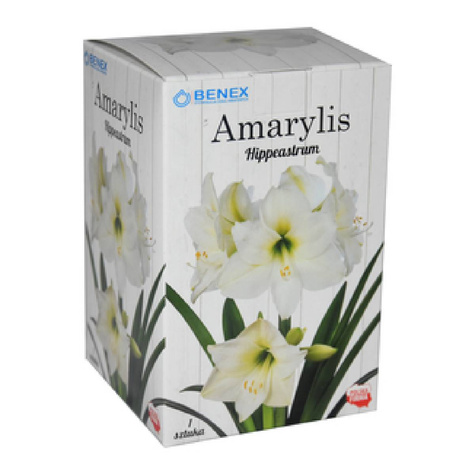 Amarylis biały w pudełku