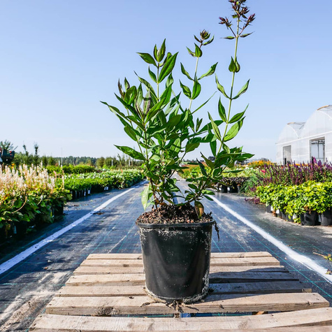 Płomyk wiechowaty Floks Purple Kiss (C2)