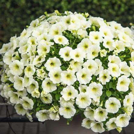 Surfinia Petunia Plus Popcorn Sadzonka NOWOŚĆ