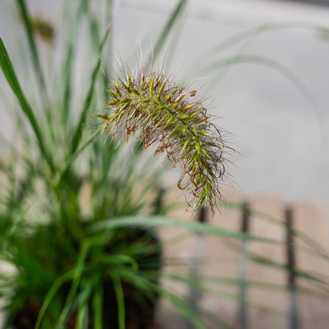 Pennisetum alopecuroides, Rozplenica japońska, Piórkówka 'Weserbergland'