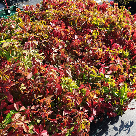 Winobluszcz zaroślowy pięciolistkowy Miododajny doniczka C2