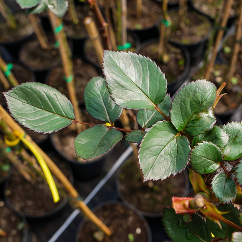Róża szczepiona na pniu biało-różowa wielkokwiatowa