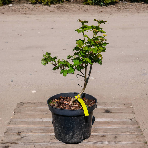 Kalina koralowa 'Roseum' (P9)