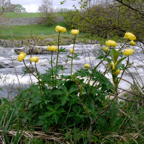 Pełnik europejski (C2)