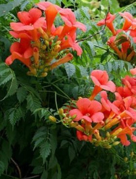 Milin amerykański Gabor (C2)