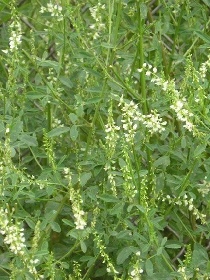 Nostrzyk biały dwuletni cena za 1 kg