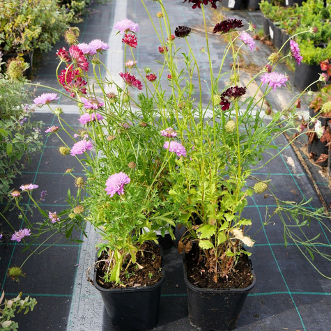 Driakiew Wdówka mix kolorów