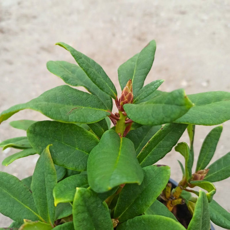 Różanecznik wielkokwiatowy Virginia Richards (C2)