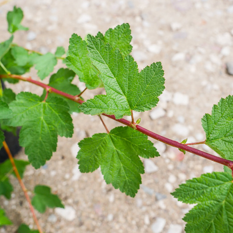 Pęcherznica główkowa Tilden Park (C2)