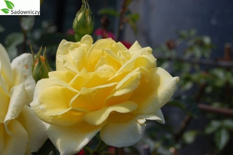 Róża na pniu Fioletowa Pachnąca