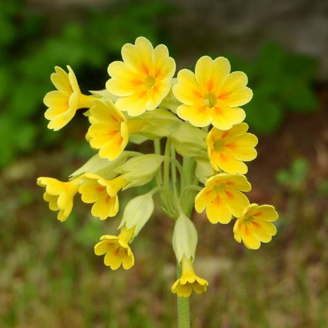 Pierwiosnek lekarski Pure Yellow (C2)