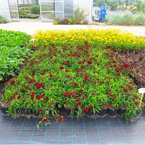 Goździk brodaty Dash F1 Crimson (C2)