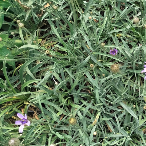 Kupidynek błękitny (C2)