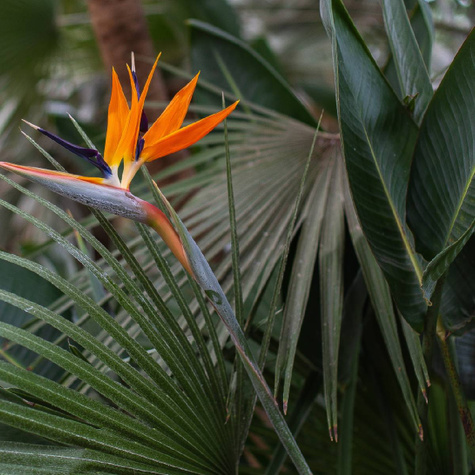 Strelicja królewska Rajski Ptak Strelitzia reginae 5 sztuk nasion