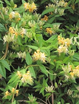 Wiciokrzew Zaostrzony (C2)