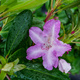 Rododendron Lumina (C2)