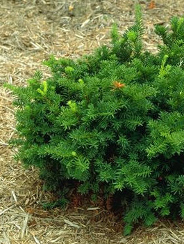 Cis japoński Nana (C2)