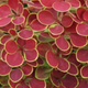 Berberys thunberga Orange Moon (C2)