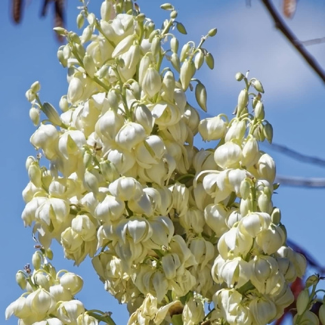 Juka Srebrzysta (C2)