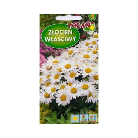 Złocień właściwy biały Jastrun, Margarytka 2g