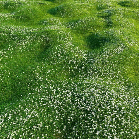Karmnik ościsty Green (C2)