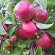 Jabłoń Ligol Plant Pack