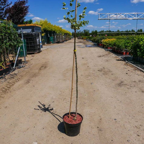 Trzmielina Fortune'a Emerald Gaiety na pniu (C2)
