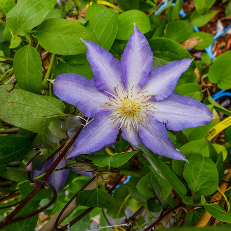 Powojnik Clematis 'Thyrislund'