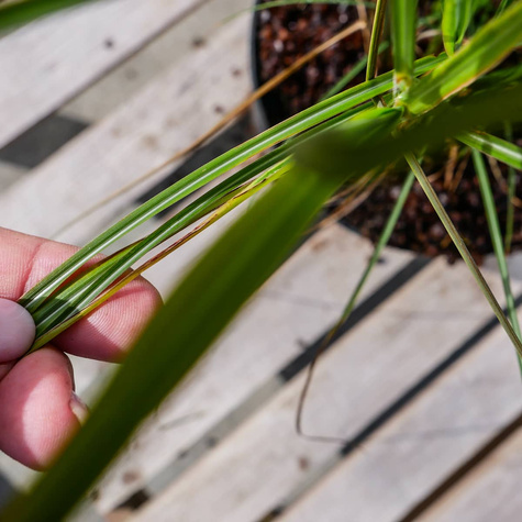 Miskant chiński Graziella (C2)