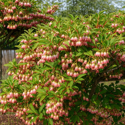 Enkiant dzwonkowaty (C2)